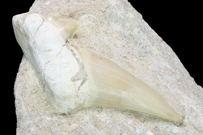 Fossil Mackerel Shark (Cretolamna) Tooth in Rock - Eocene #139890